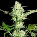 Silver Buddha Haze (Sumo Seeds) feminizada