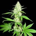 Amnesia Ganja Haze (Sumo Seeds) feminizada