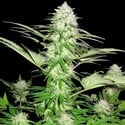 Sweet Harlem Diesel (Sumo Seeds) feminizada