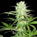 Thunderstruck (Sumo Seeds) feminizada