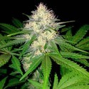 Berries & Cheese (Sumo Seeds) Feminizada