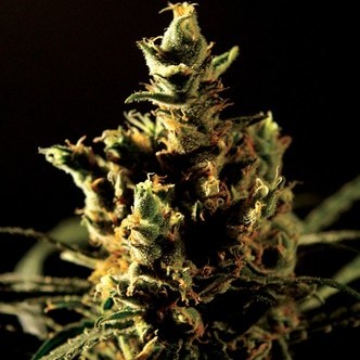 Bubblegum Kush (Bulldog Seeds) feminized