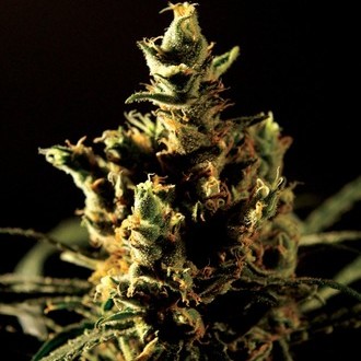 The Bulldog Haze (Bulldog Seeds) feminizada