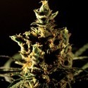 The Bulldog Haze (Bulldog Seeds) feminizada