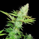 CBD Kong's Kush (Sumo Seeds) feminizada