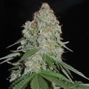 White Widow Original (Sumo Seeds) feminizada