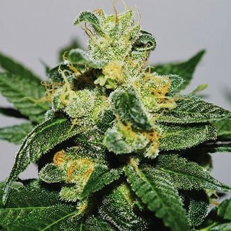 White Gold (Expert Seeds) feminizada