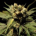 White Widow (Bulldog Seeds) feminizada