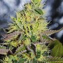 Sweet Zombie (Expert Seeds) feminizada