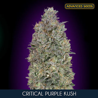 Critical Purple Kush (Advanced Seeds) feminizada