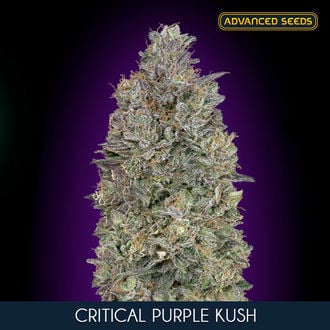 Critical Purple Kush (Advanced Seeds) feminizada