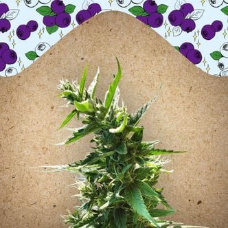 Dream Berry (Female Seeds) feminizada