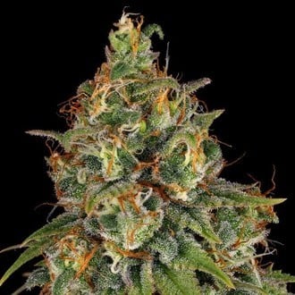 Strawberry AKeil (Serious Seeds) feminizada