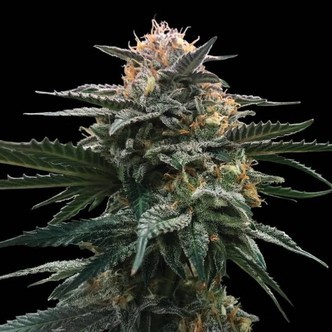 Blood Orange Sorbet (DNA Genetics) feminizada