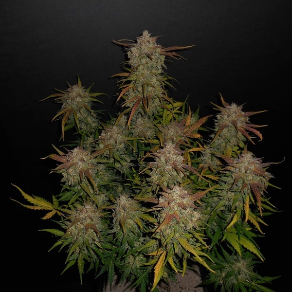 Lemon AK Auto (FastBuds) feminizada