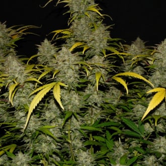 Gelato Auto (FastBuds) feminizada