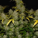 Gelato Auto (FastBuds) feminizada