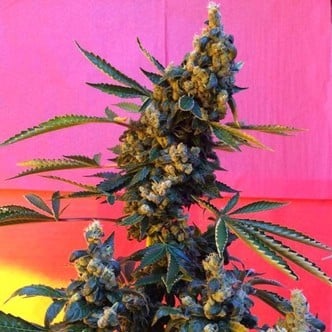DeeDee (French Touch Seeds) feminized