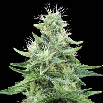 Gorilla Candy (Eva Seeds) feminizada