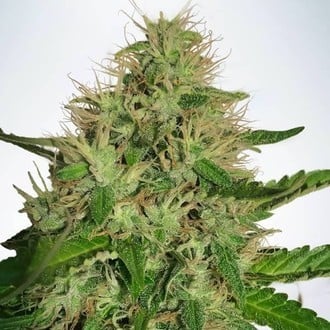 Cannabis Light (Ministry Of Cannabis) feminizada