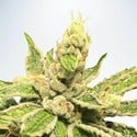 Mamacita's Cookies (Ministry of Cannabis) feminizada