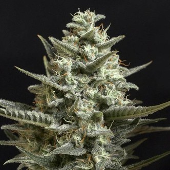 Sweet Bilbo (Genehtik Seeds) feminizada