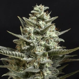 Sweet Bilbo (Genehtik Seeds) feminizada