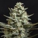 Sweet Bilbo (Genehtik Seeds) feminizada