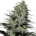 Morpheus (Buddha Seeds) feminizada