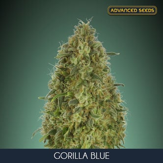 Gorilla Blue (Advanced Seeds) feminizada