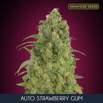 Auto Strawberry Gum (Advanced Seeds) feminizada