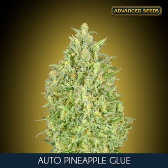 Auto Pineapple Glue (Advanced Seeds) feminizada