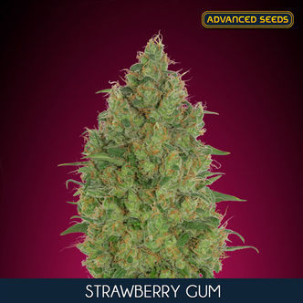 Strawberry Gum (Advanced Seeds) feminizada