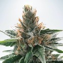 God's Glue (Ministry Of Cannabis) feminizada