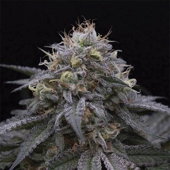 Sugar Breath (Humboldt Seeds) feminizada