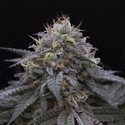 Sugar Breath (Humboldt Seed Organization) feminizada