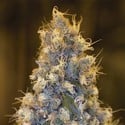 Blue Fire (Humboldt Seed Organization) feminizada