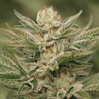 Sapphire Scout (Humboldt Seeds) feminized