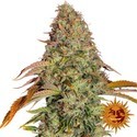 Zkittlez OG Auto (Barney's Farm) feminizada