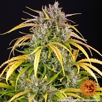 LSD Auto (Barney's Farm) feminizada