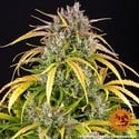 LSD Auto (Barney's Farm) feminizada