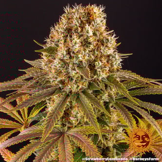 Strawberry Lemonade (Barney's Farm) feminizada