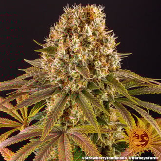Strawberry Lemonade (Barney's Farm) feminizada