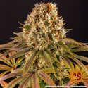 Strawberry Lemonade (Barney's Farm) feminizada