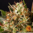 Strawberry Lemonade (Barney's Farm) feminizada