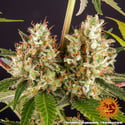 Strawberry Lemonade (Barney's Farm) feminizada