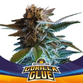 Gorilla Glue Auto (BSF Seeds) feminizada