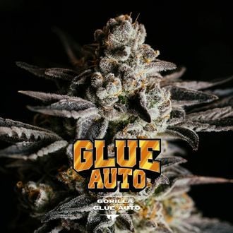 GG#4 Auto (BSF Seeds) feminizada