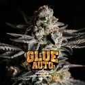 GG#4 Auto (BSF Seeds) feminizada