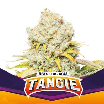 Tangie (BSF Seeds) feminizada